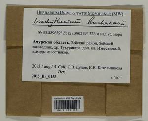 Brachythecium buchananii (Hook.) A. Jaeger, Bryophytes, Bryophytes - Russian Far East (excl. Chukotka & Kamchatka) (B20) (Russia)