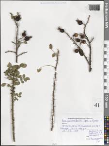 Rosa pulverulenta M.Bieb., Caucasus, Dagestan (K2) (Russia)