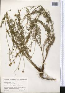 Tanacetopsis mucronata (Regel & Schmalh.) Kovalevsk., Middle Asia, Pamir & Pamiro-Alai (M2) (Tajikistan)