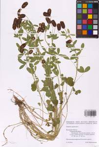 Trifolium spadiceum L., Eastern Europe, Central region (E4) (Russia)