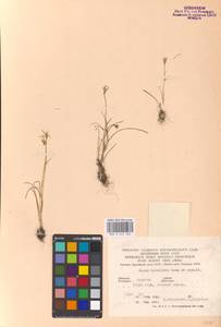 Gagea bulbifera (Pall.) Salisb., Eastern Europe, Lower Volga region (E9) (Russia)