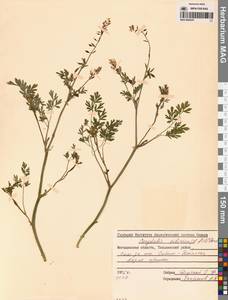 Corydalis sibirica (L.fil.) Pers., Siberia, Chukotka & Kamchatka (S7) (Russia)
