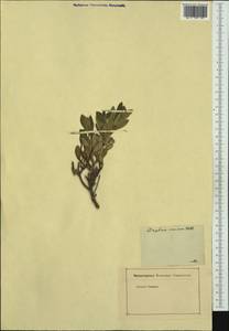 Daphne sericea Vahl, Botanic gardens and arboreta (GARD) (Not classified)