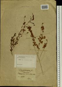 Atraphaxis frutescens (L.) Eversm., Siberia (no precise locality) (S0) (Russia)