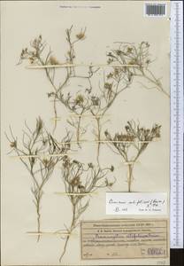 Cuminum setifolium (Boiss.) Koso-Pol., Middle Asia, Syr-Darian deserts & Kyzylkum (M7) (Kazakhstan)