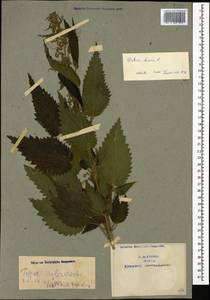 Urtica dioica L., Caucasus, Armenia (K5) (Armenia)