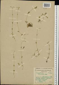 Cerastium holosteoides Fr., Eastern Europe, Northern region (E1) (Russia)