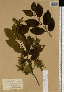 Carpinus betulus L., Eastern Europe, North-Western region (E2) (Russia)