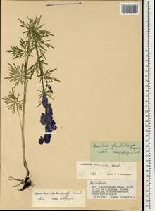 Aconitum glandulosum Rapaics, Mongolia (MONG) (Mongolia)