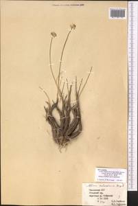 Allium, Middle Asia, Western Tian Shan & Karatau (M3) (Kazakhstan)