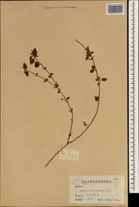 Lantana montevidensis (Spreng.) Briq., South Asia, South Asia (Asia outside ex-Soviet states and Mongolia) (ASIA) (China)