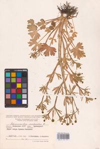 Ranunculus sceleratus L., Eastern Europe, Lower Volga region (E9) (Russia)