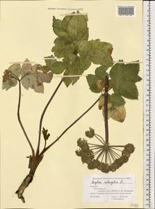 Angelica archangelica L., Eastern Europe, Northern region (E1) (Russia)