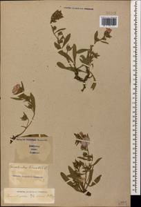 Convolvulus lineatus L., Caucasus, Stavropol Krai, Karachay-Cherkessia & Kabardino-Balkaria (K1b) (Russia)