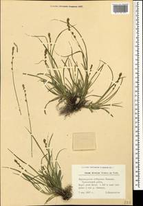 Carex divulsa Stokes, Caucasus, Black Sea Shore (from Novorossiysk to Adler) (K3) (Russia)