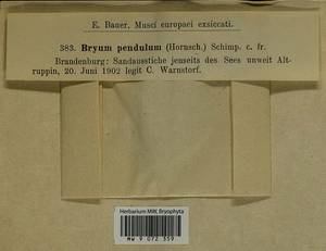 Ptychostomum compactum Hornsch., Bryophytes, Bryophytes - Western Europe (BEu) (Germany)