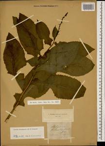 Lactuca prenanthoides (M. Bieb.), Caucasus (no precise locality) (K0)