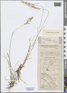 Poa angustifolia L., Middle Asia, Caspian Ustyurt & Northern Aralia (M8) (Kazakhstan)
