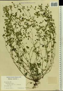 Medicago lupulina L., Eastern Europe, Latvia (E2b) (Latvia)