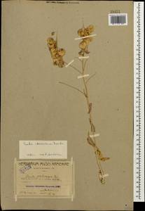 Isatis cappadocica subsp. steveniana (Trautv.) P.H. Davis, Caucasus, Azerbaijan (K6) (Azerbaijan)