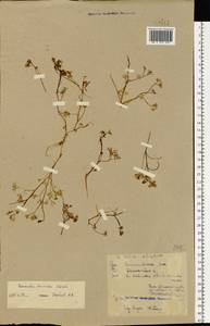 Ranunculus trichophyllus Chaix, Eastern Europe, North-Western region (E2) (Russia)