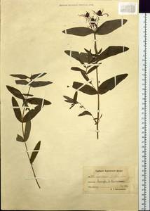 Hypericum ascyron subsp. gebleri (Ledeb.) N. Robson, Siberia, Chukotka & Kamchatka (S7) (Russia)