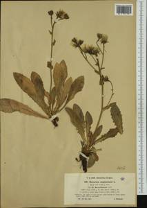 Hieracium amplexicaule subsp. berardianum (Arv.-Touv.) Zahn, Western Europe (EUR) (Italy)