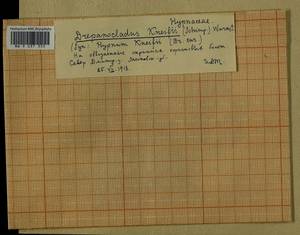 Drepanocladus aduncus (Hedw.) Warnst., Bryophytes, Bryophytes - Moscow City & Moscow Oblast (B6a) (Russia)