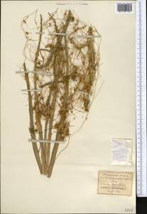 Cuscuta australis R. Br., Middle Asia, Northern & Central Tian Shan (M4) (Kyrgyzstan)