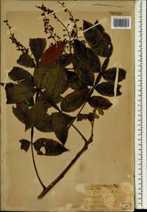 Rhus chinensis Mill., South Asia, South Asia (Asia outside ex-Soviet states and Mongolia) (ASIA) (Japan)