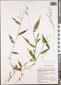 Oplismenus compositus (L.) P.Beauv., South Asia, South Asia (Asia outside ex-Soviet states and Mongolia) (ASIA) (Vietnam)