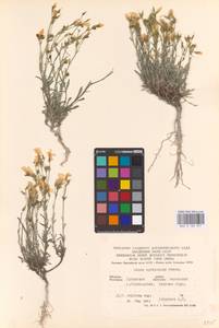 Linum ucranicum (Griseb. ex Planch.) Czern., Eastern Europe, North Ukrainian region (E11) (Ukraine)