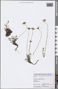 Oreomecon lapponica subsp. orientalis (Tolm.) Elvebakk & Bjerke, Siberia, Central Siberia (S3) (Russia)