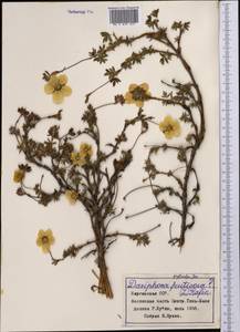 Dasiphora fruticosa (L.) Rydb., Middle Asia, Northern & Central Tian Shan (M4) (Kyrgyzstan)