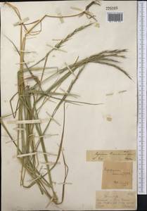 Elymus uralensis (Nevski) Tzvelev, Middle Asia, Dzungarian Alatau & Tarbagatai (M5) (Kazakhstan)