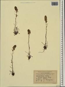 Omalotheca supina (L.) DC., Caucasus, Stavropol Krai, Karachay-Cherkessia & Kabardino-Balkaria (K1b) (Russia)