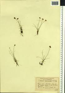 Carex duriuscula C.A.Mey., Siberia, Baikal & Transbaikal region (S4) (Russia)