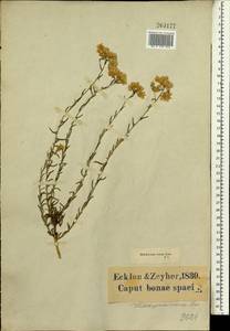 Helichrysum rosum (P. J. Bergius) Less., Africa (AFR) (South Africa)