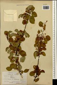 Cotoneaster multiflorus Bunge, Caucasus, Armenia (K5) (Armenia)