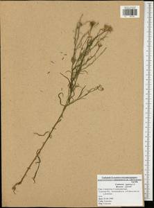 Centaurea cyanus L., Eastern Europe, Central region (E4) (Russia)