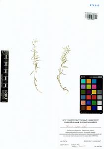 Thesium repens Ledeb., Siberia, Baikal & Transbaikal region (S4) (Russia)