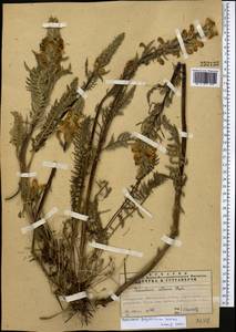 Pedicularis dolichorhiza Schrenk, Middle Asia, Northern & Central Tian Shan (M4) (Kazakhstan)