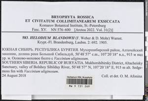 Helodium blandowii (F. Weber & D. Mohr) Warnst., Bryophytes, Bryophytes - Baikal & Transbaikal regions (B18) (Russia)