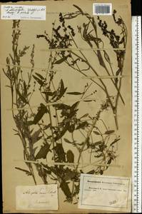 Atriplex patula L., Eastern Europe, Central forest-and-steppe region (E6) (Russia)