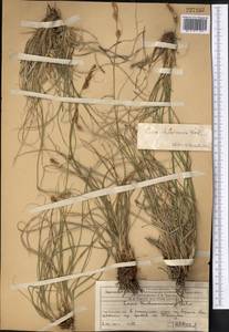 Carex litvinovii Kük., Middle Asia, Western Tian Shan & Karatau (M3) (Kazakhstan)