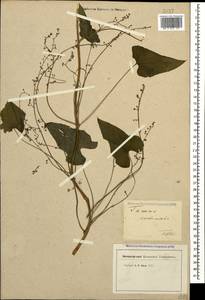 Dioscorea communis (L.) Caddick & Wilkin, Caucasus, Georgia (K4) (Georgia)