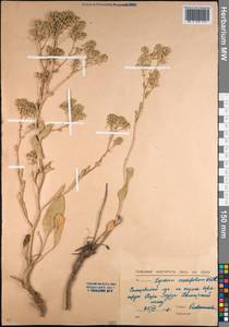 Lepidium cartilagineum (J. Mayer) Thell., Middle Asia, Northern & Central Kazakhstan (M10) (Kazakhstan)