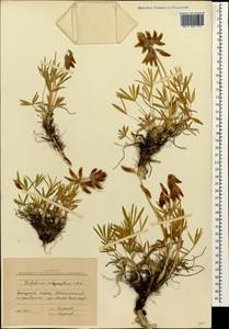 Trifolium polyphyllum (C.A.Mey.)Latsch., Caucasus, Stavropol Krai, Karachay-Cherkessia & Kabardino-Balkaria (K1b) (Russia)