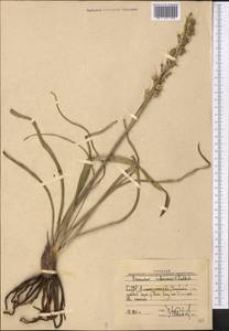 Eremurus inderiensis (M.Bieb.) Regel, Middle Asia, Muyunkumy, Balkhash & Betpak-Dala (M9) (Kazakhstan)