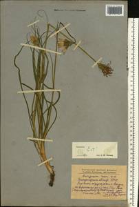 Scorzonera rosea Waldst. & Kit., Eastern Europe, West Ukrainian region (E13) (Ukraine)